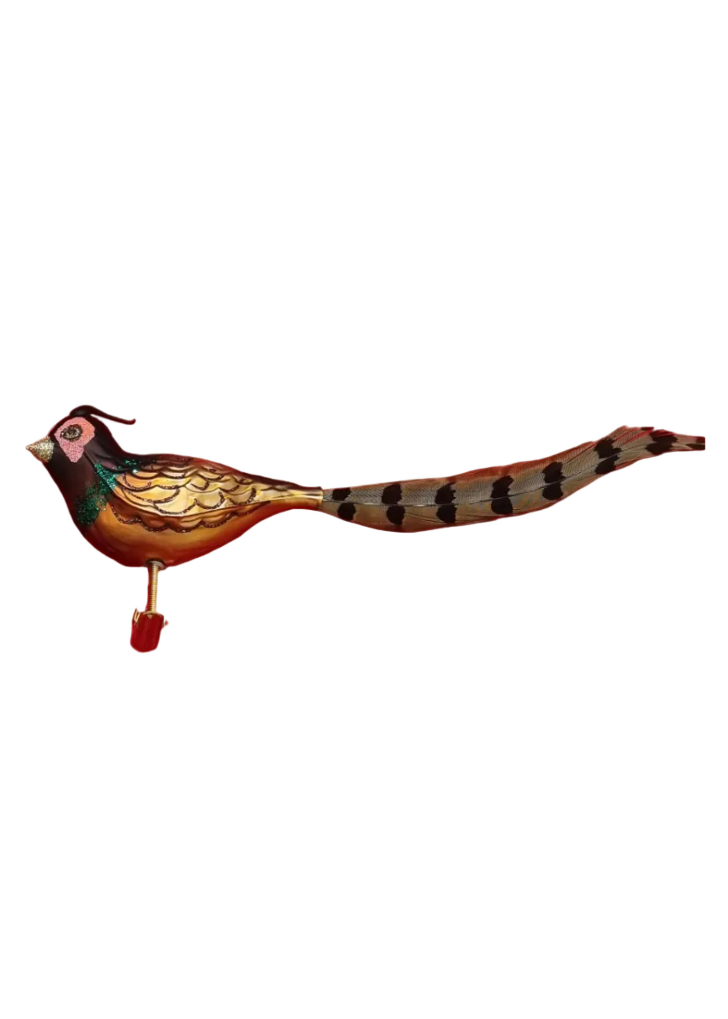 Pheasant with Long Tail | Birds on Clip (N)
